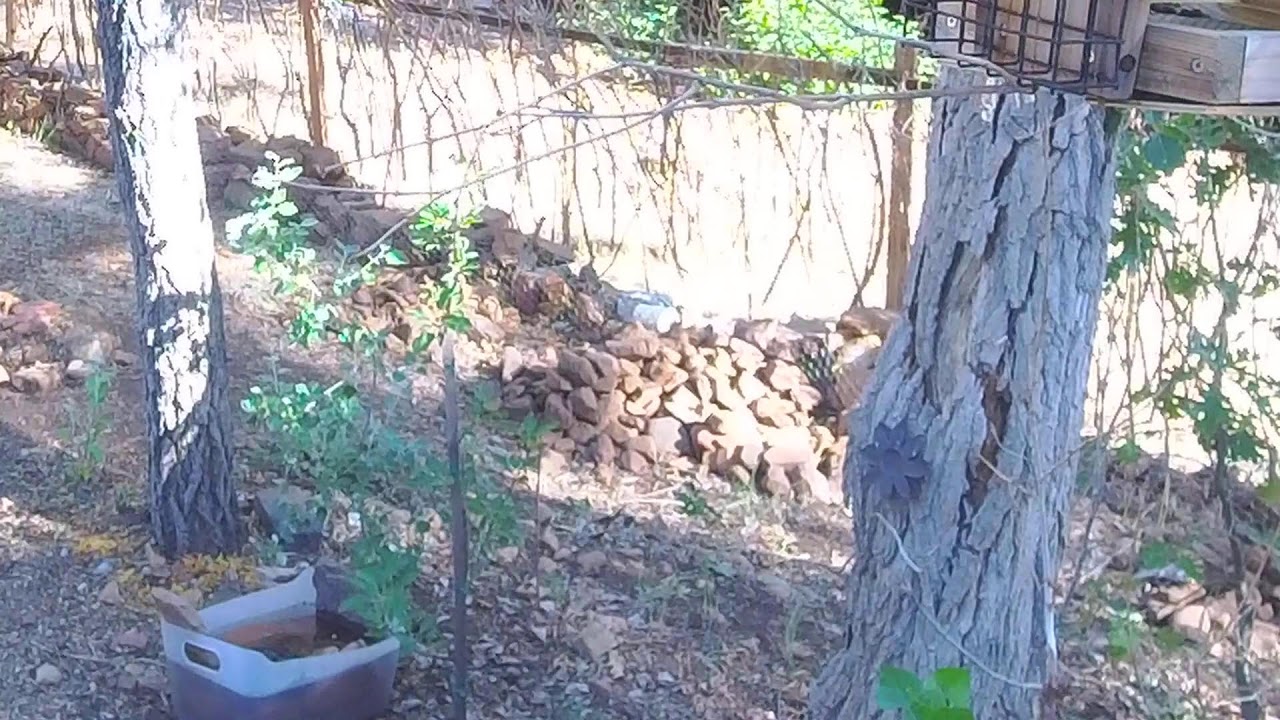 Local Wild birds on Sunday Big Bear
