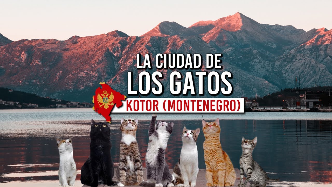 KOTOR - MONTENEGRO Que ver en un dia 🐈 ¿Por qué hay tantos gatos? 🇲🇪 Escuché viajando