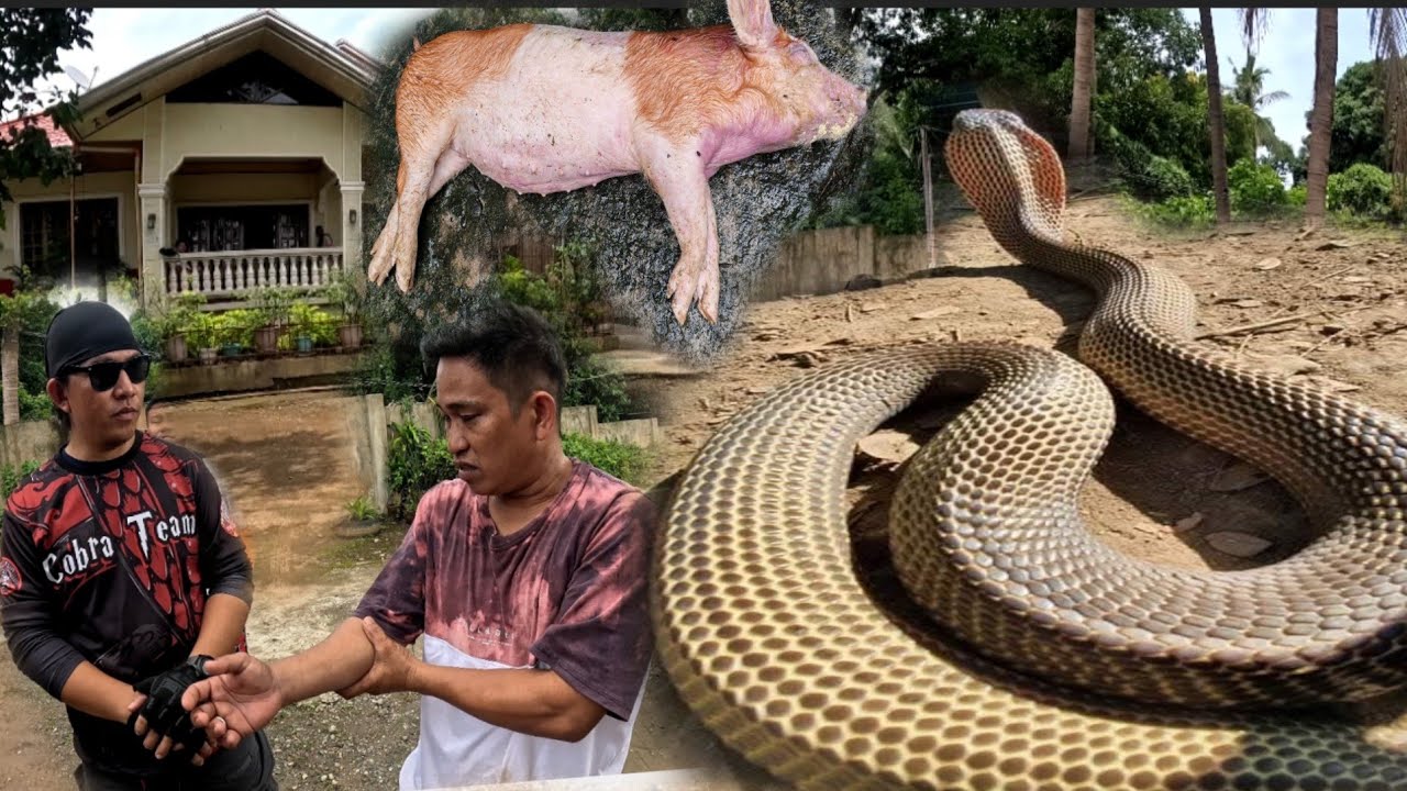 NALUGI ANG PIGGERY DAHIL SA MGA MAPANGANIB NA COBRA #cobrateam 