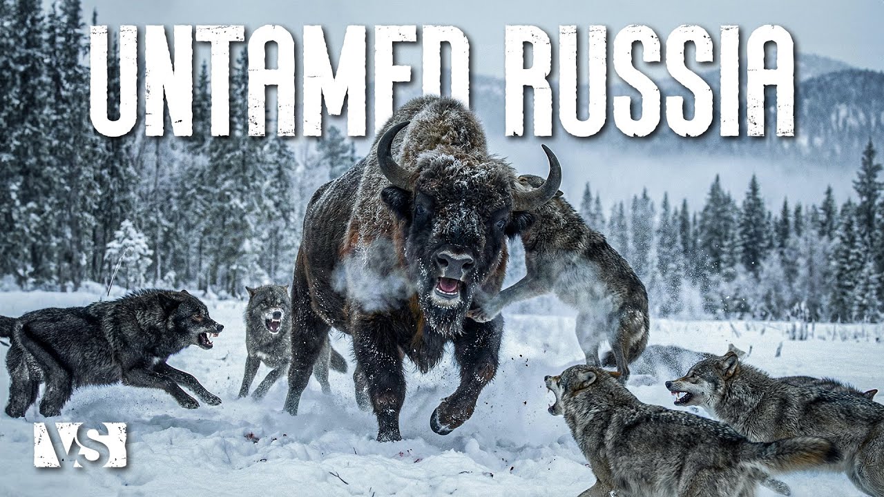 WILD RUSSIA | Where Apex Predators Rule the North &ndash; Wildlife Documentary