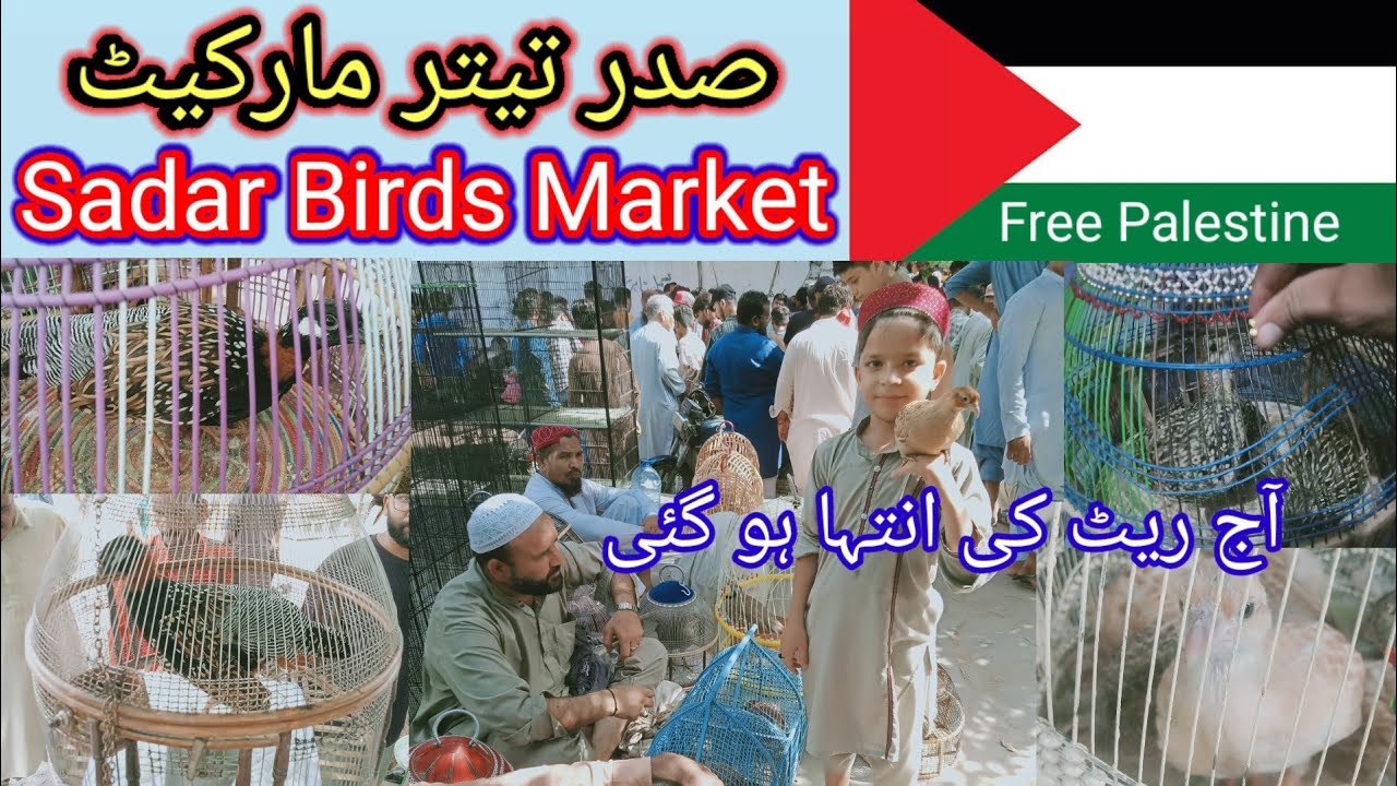 Sadar Teetar Market 15-10-23| Sadar Birds market| صدر تیتر مارکیٹ کی تازہ اپڈیٹ اور ریٹ