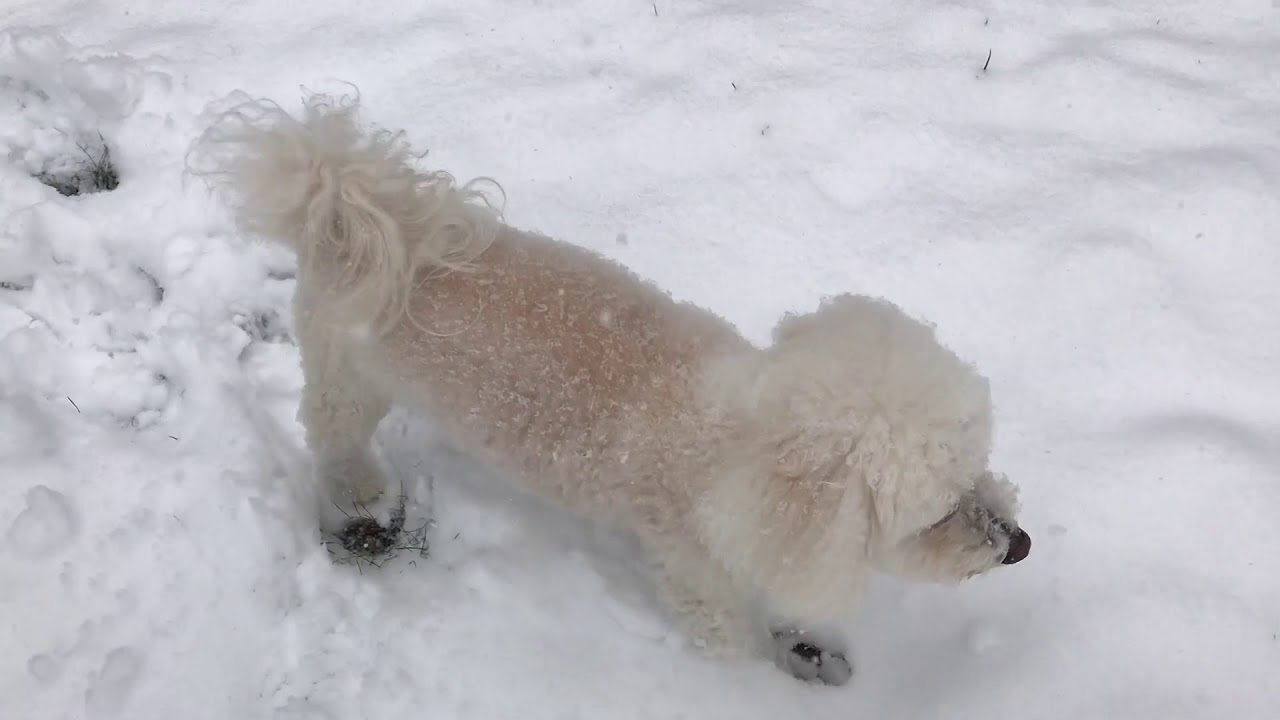 Beaux in Snow