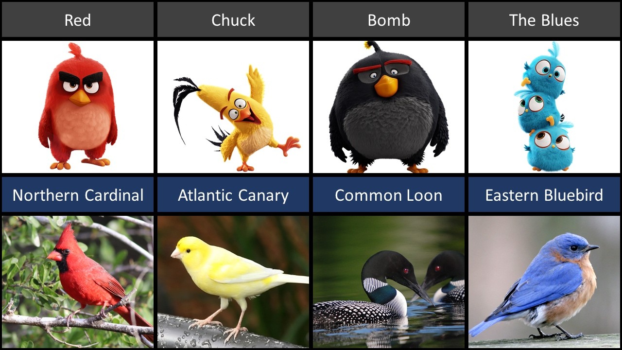 Angry Birds Characters in Real Life