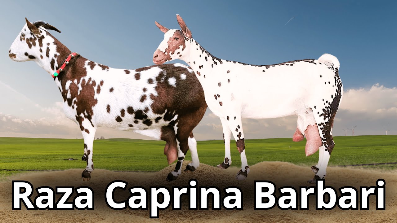 Raza Caprina Barbari: La cabra doble prop&oacute;sito por excelencia en las regiones &aacute;ridas de la India