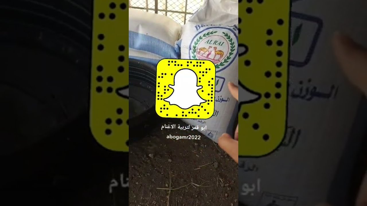 تنقيع الشعير (تربيص الشعير).. هل هو الحل لمواجهة ارتفاع سعر الشعير وفوائد النقع (التربيص) 👍🏻