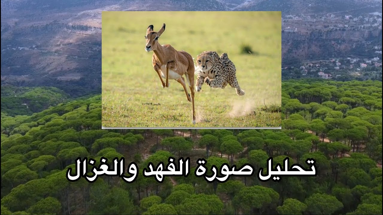 تحليل صورة الفهد والغزال و ( الاستحقاق )