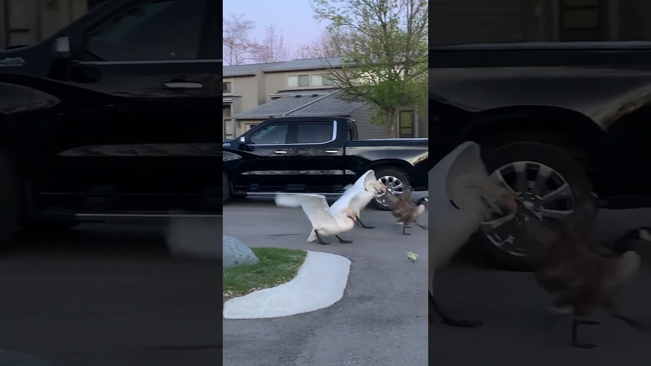 天鹅和加拿大鹅打仗 Swan vs Goose Fight 