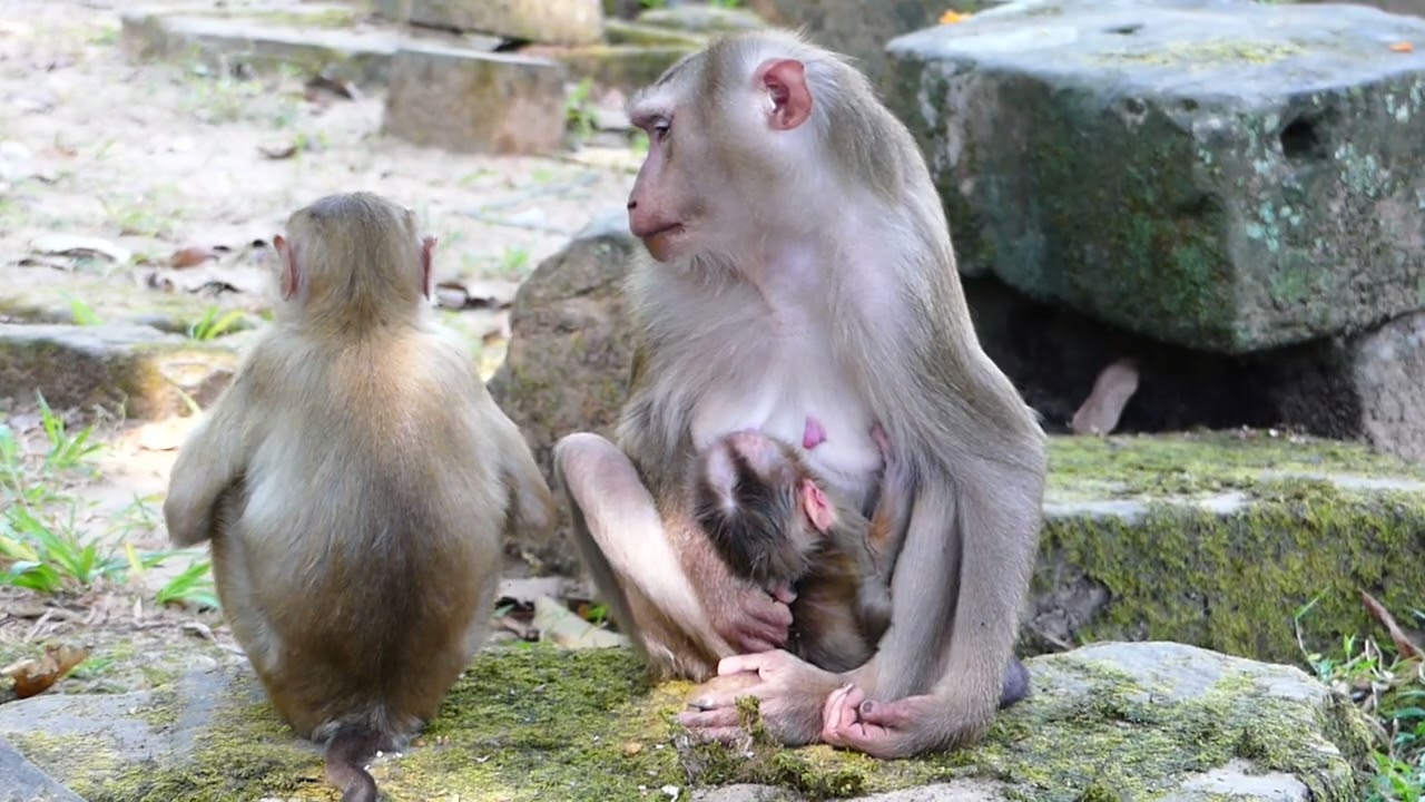 Cute baby monkey in sleeping on Mom hand,