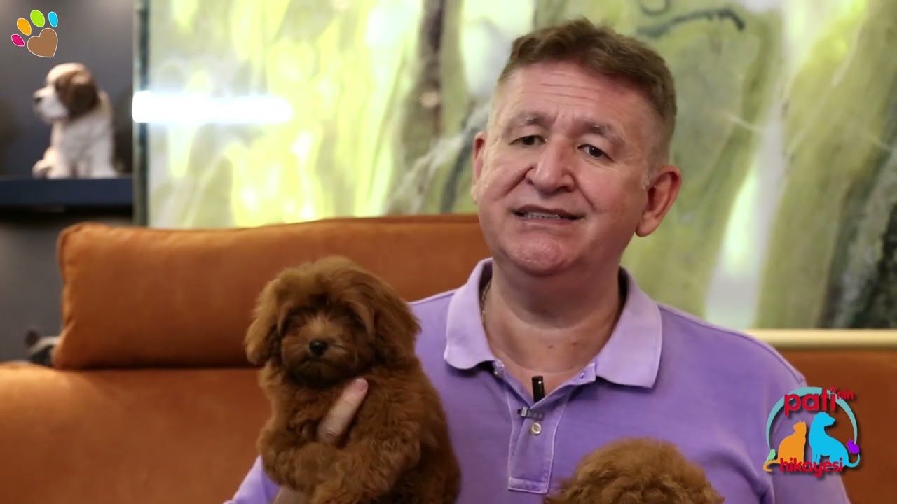 Toy Poodle'ların boyutlarını, Maltipoo ırkı k&ouml;peklerden nasıl ayırırız ?