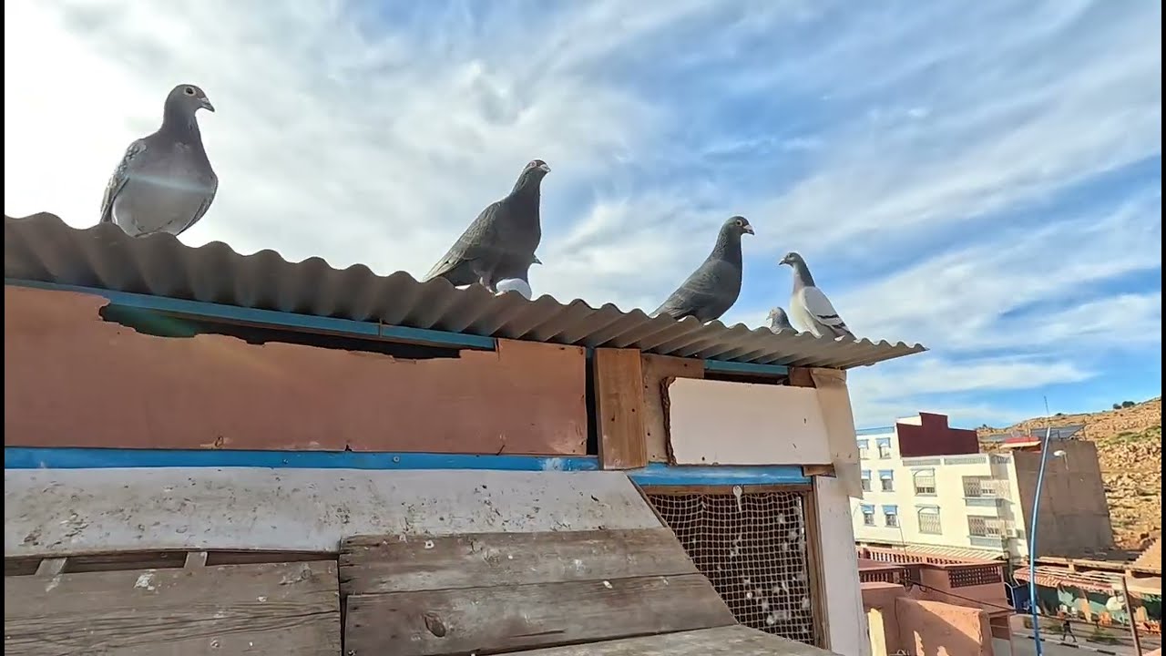 بعض الأمور البسيطة تجعل حمامك بلياقة عاليا 🕊️🫡