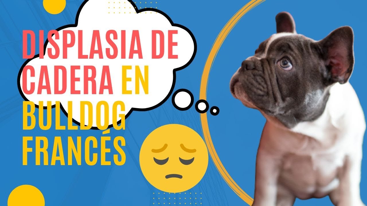 Displasia de cadera en Bulldog Francés ⏩ Aprende todo sobre como evitarla y lidiar con ella