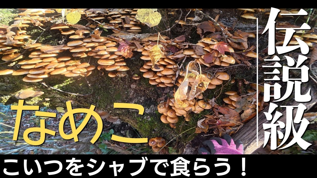 玉手箱のように続々顔を出すナメコ群を見つけました！それをしゃぶ食いします！