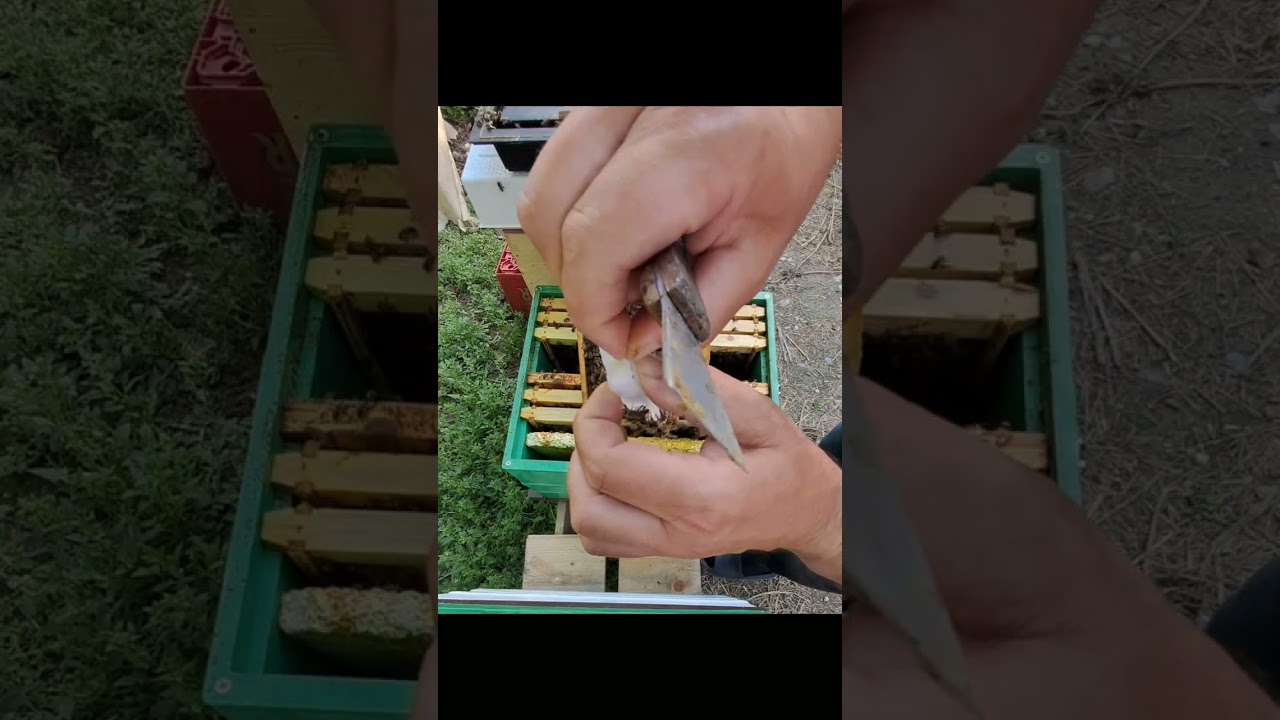 Si te bejme prezantimin e Mbretereshave te reja ne blete? - Pranimi me sukses i garantuar