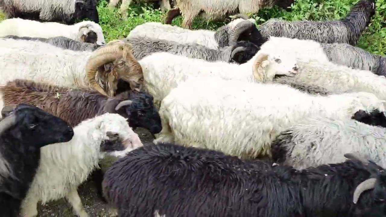 भेडा 🐑 गोठ आयो आज #kongri मा #Himalayansheep#villagelife#nature@Menukadahal