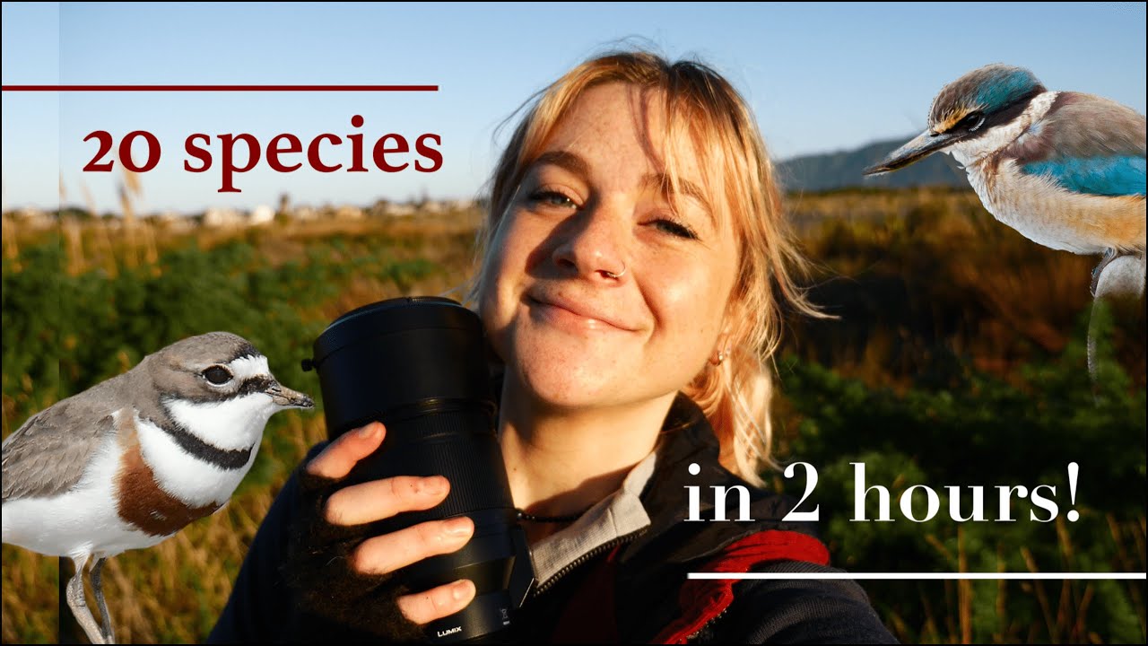 filming enchanting estuary birds in New Zealand | WAIKANAE ESTUARY SCIENTIFIC RESERVE VLOG
