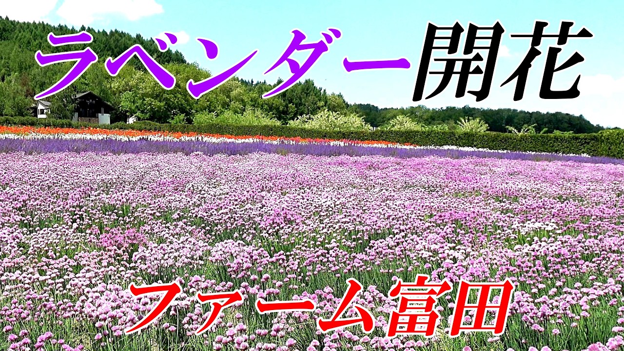 ラベンダー開花！！『ファーム富田』最新版　【北海道 富良野】4K