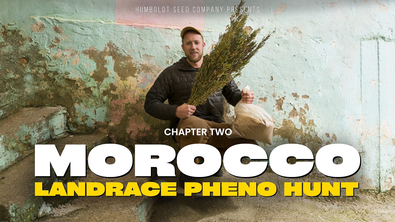 MOROCCO Landrace Pheno Hunt | Chapter Two
