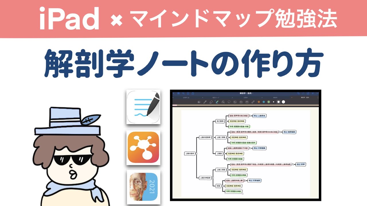 【iPad勉強法】解剖学が得意になるノート作り（マインドマップ）
