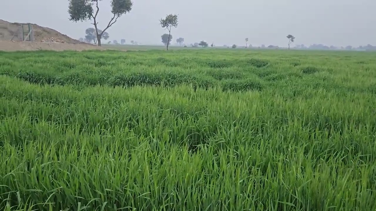 Sugarcane ke saath Barley ki Intercropping | Double Income Farming Idea 2026