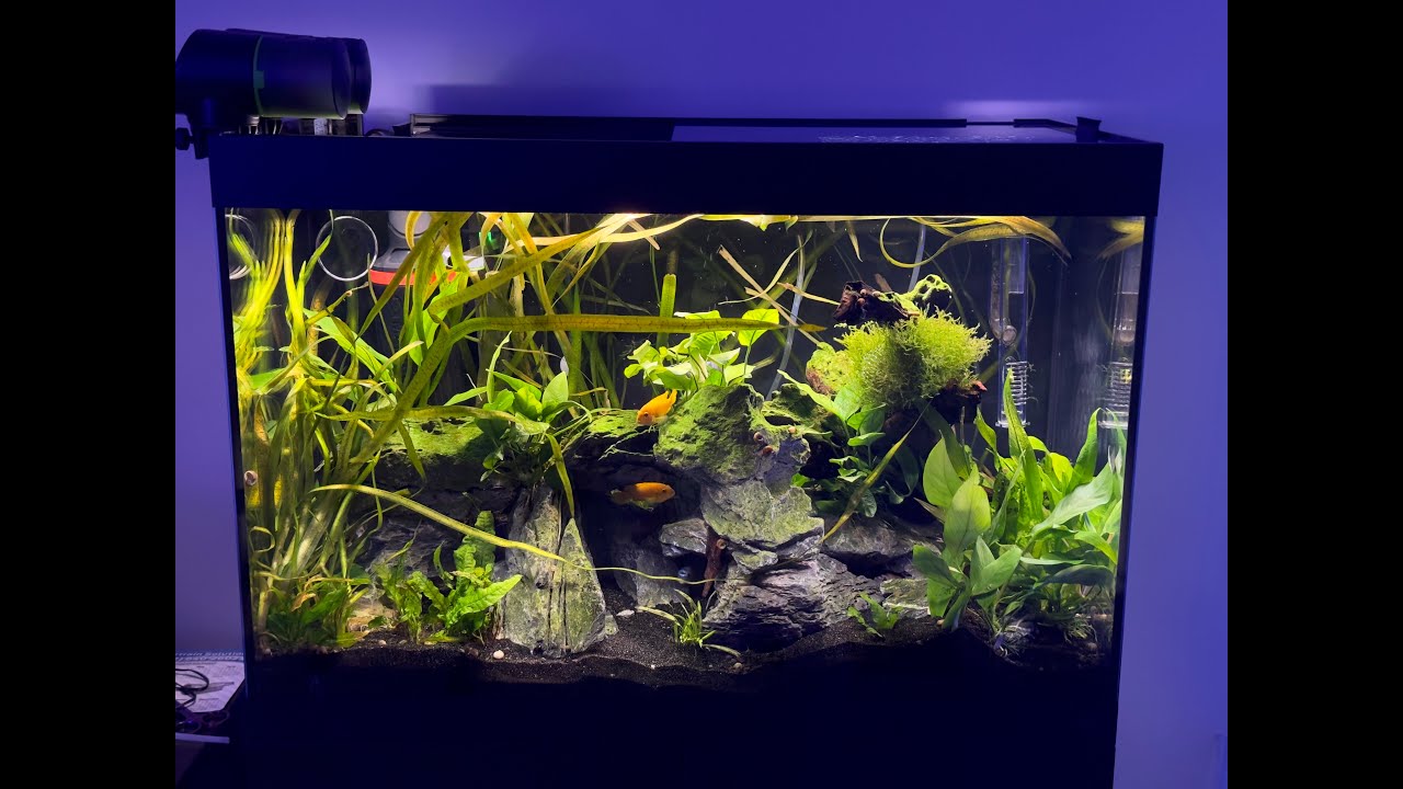 My Chindongo Saulosi Cichlids