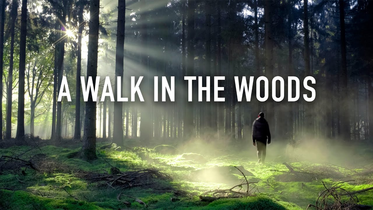 Guided Mindfulness Meditation: A Walk in the Woods [12 Minutes Spoken]
