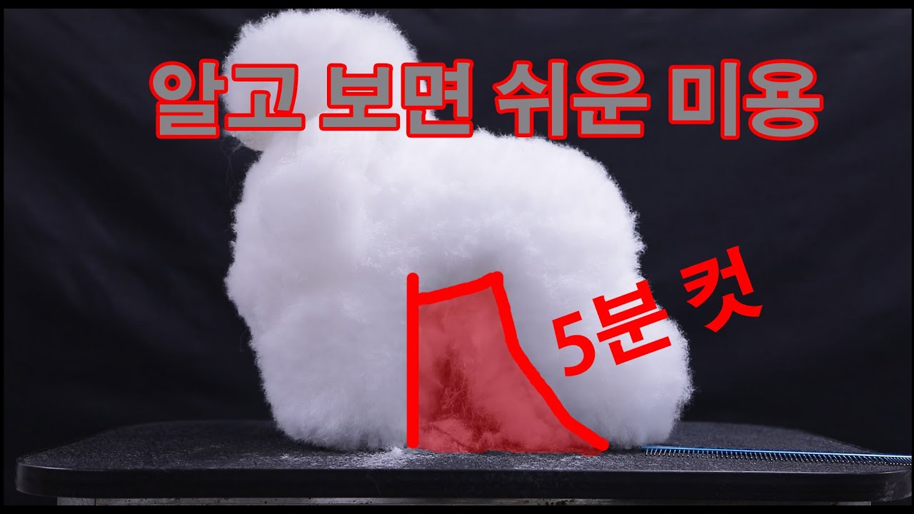 050 #수원애견미용학원 - 알고보면 쉬운미용 1탄