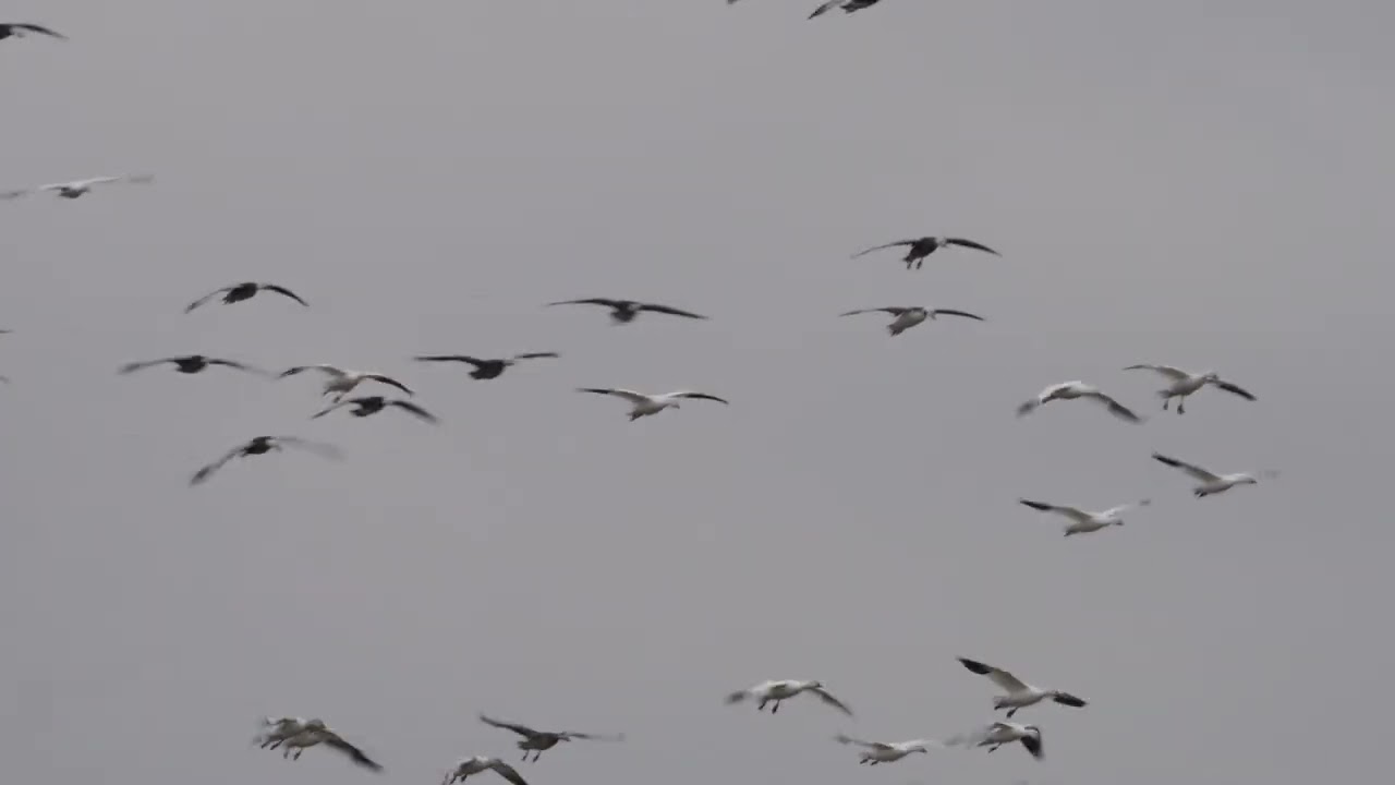 Snow Geese Flying and call sounds