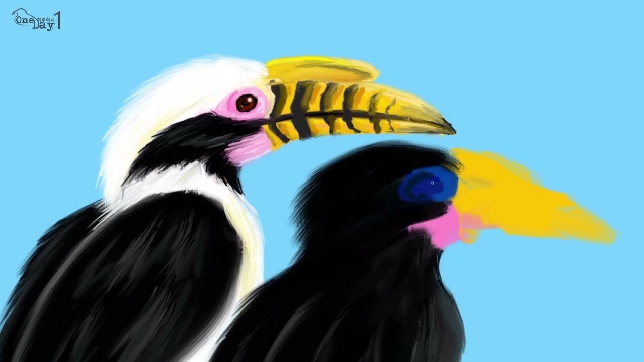 Luzon Hornbill 루손 코뿔새 그리기