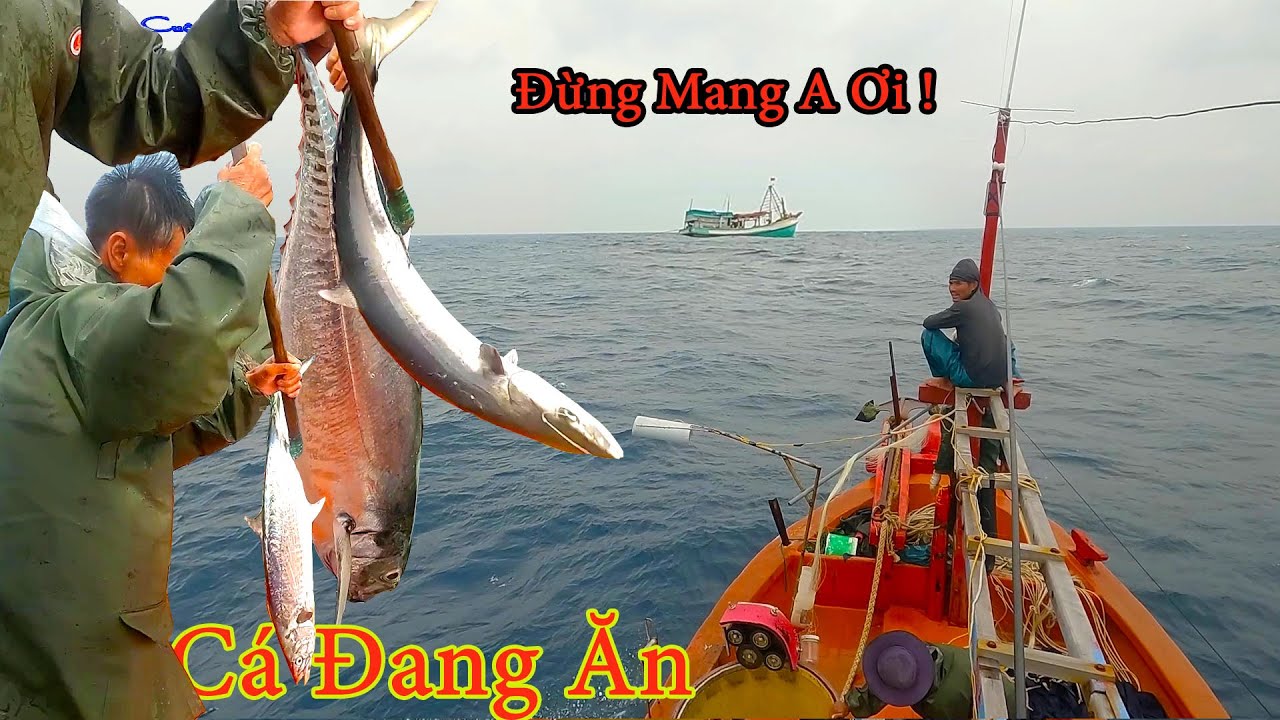 CÂU TAY 16║Cá Đang Ăn Mà Bị Ghe Cào Mang,Lên Hết Ga Chạy Tới Luôn.