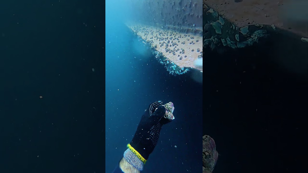 Barnacles Going to the Abyss. #workhard #dive #ship #mergulho  #satisfyingvideo #asmr #buceo