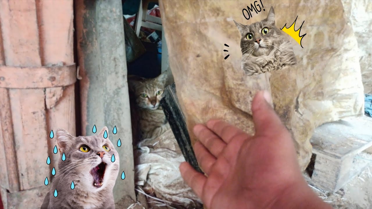 Billi mausi kahan per baithi hai 😂