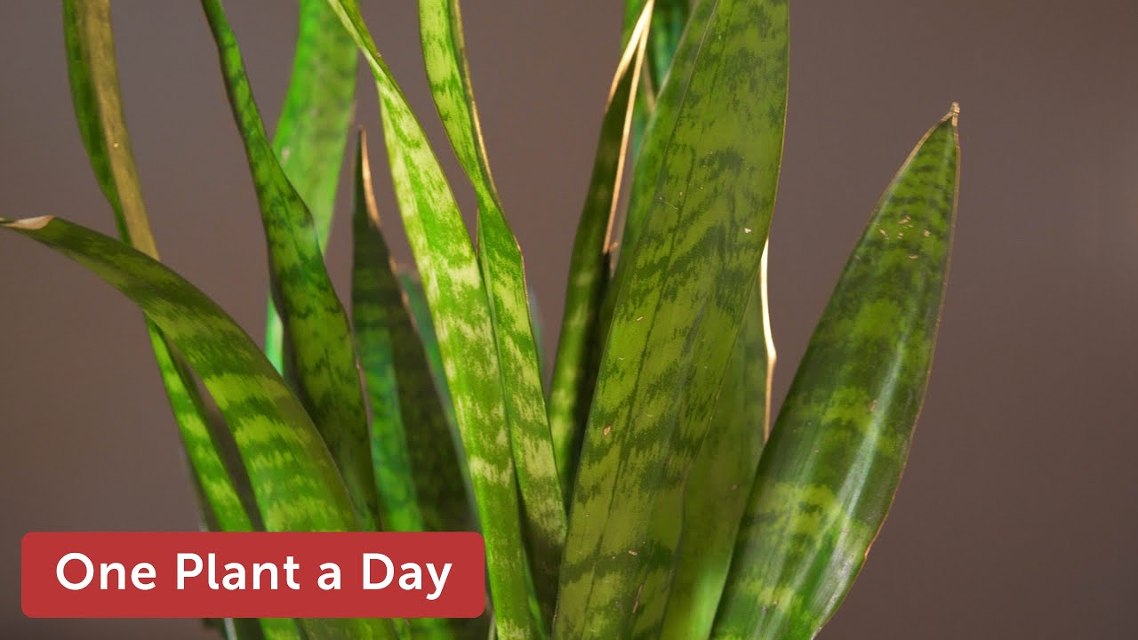 Dracaena (Sansevieria) trifasciata (Snake Plant) Houseplant Care — 10 of 365