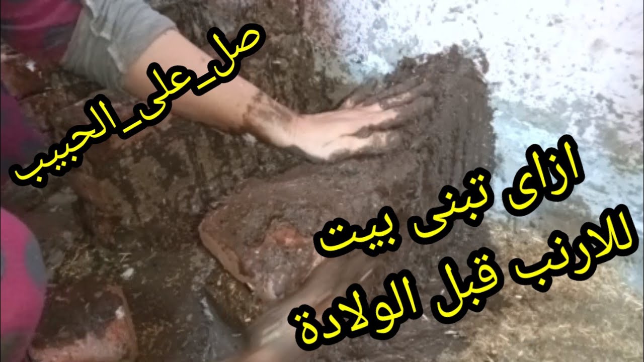 تعالوا شوفوا بنت الريف وهى بتبنى بيت الارانب من الطين