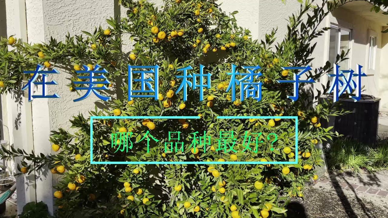 在美国种植哪种桔子最好? (Which Orange Variety to Plant?)