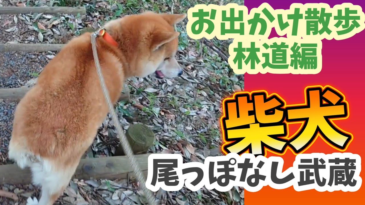 【噛む柴犬】武蔵とお出かけ散歩（林道編）#空の駅 #林道 