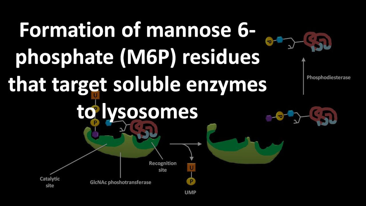 Formation of mannose 6 phoshate or M6P residues that target soluble enzymes to lysosomes