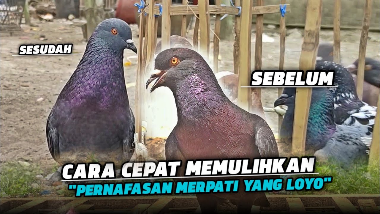TIPS MEMULIHKAN STAMINA MERPATI YANG LOYO‼️