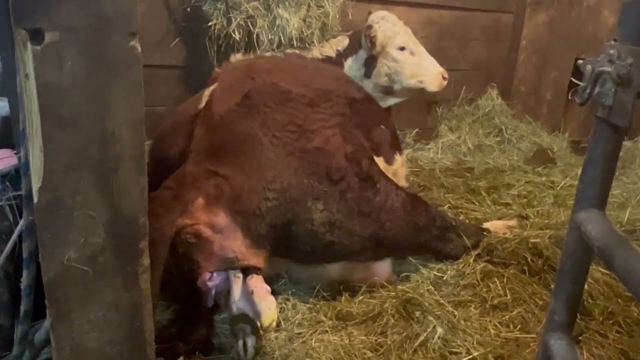 Cow giving birth