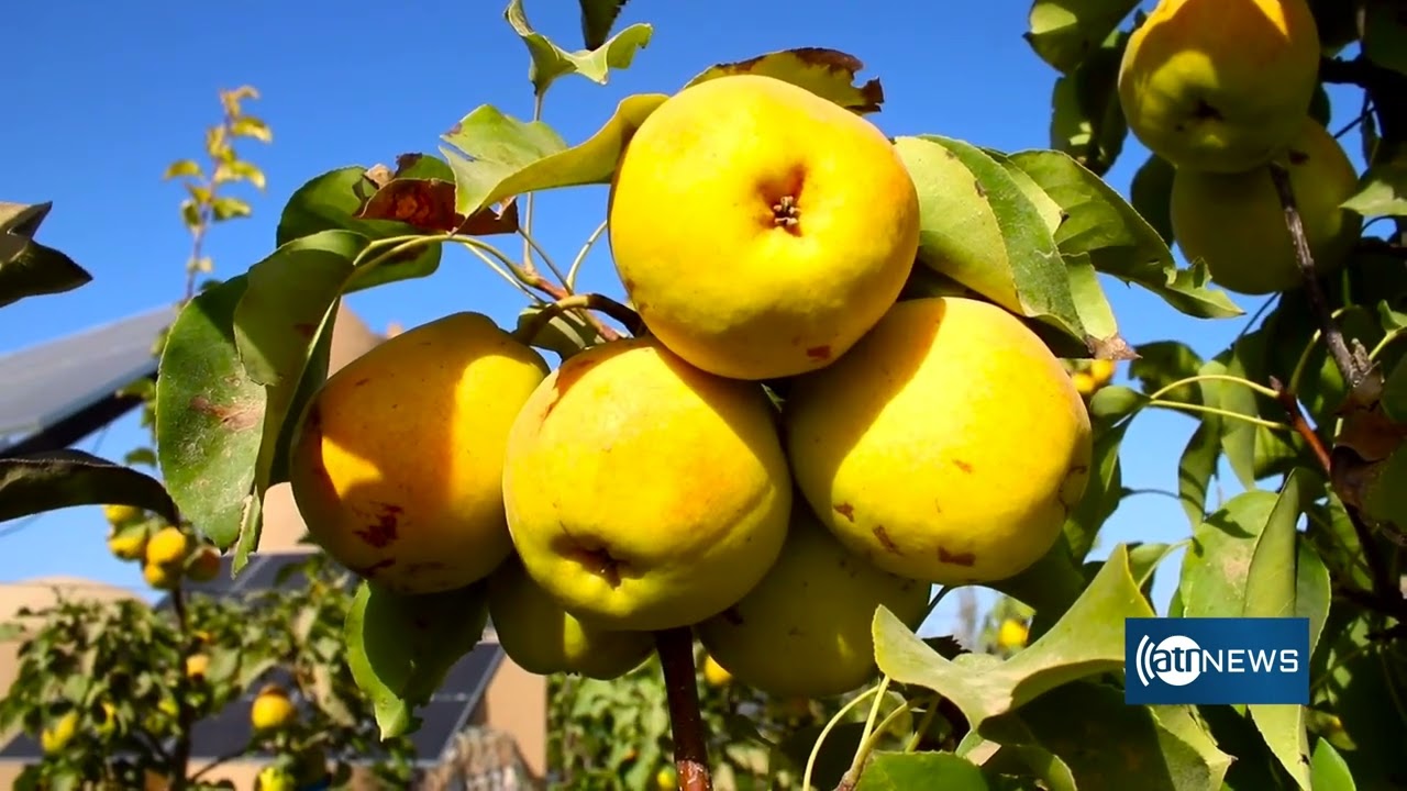 New pear orchard in Balkh's Chimtal district | باغ ناک تازه احداث شده در ولسوالی چمتال ولایت بلخ