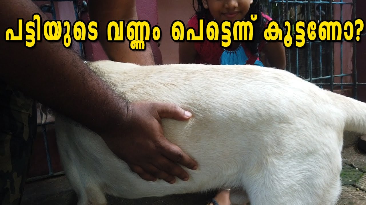 പട്ടിയുടെ വണ്ണം പെട്ടെന്ന് കൂട്ടണോ? DOG IDEAL BODY WEIGHT : OVER WEIGHT : HIP AND JOINT PROBLEMS