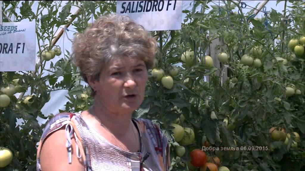 Zastita plastenika od sunca specijalnom emulzijom