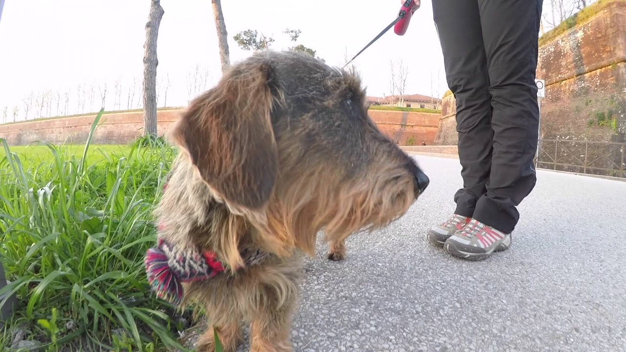 WINXY, IL SIMPATICO BASSOTTO