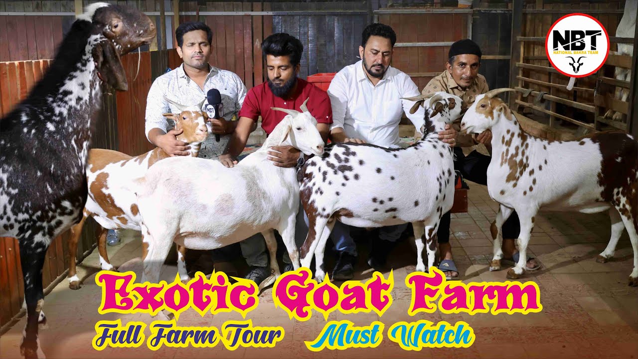 Full Tour Of Exotic Goat Farm Padgha