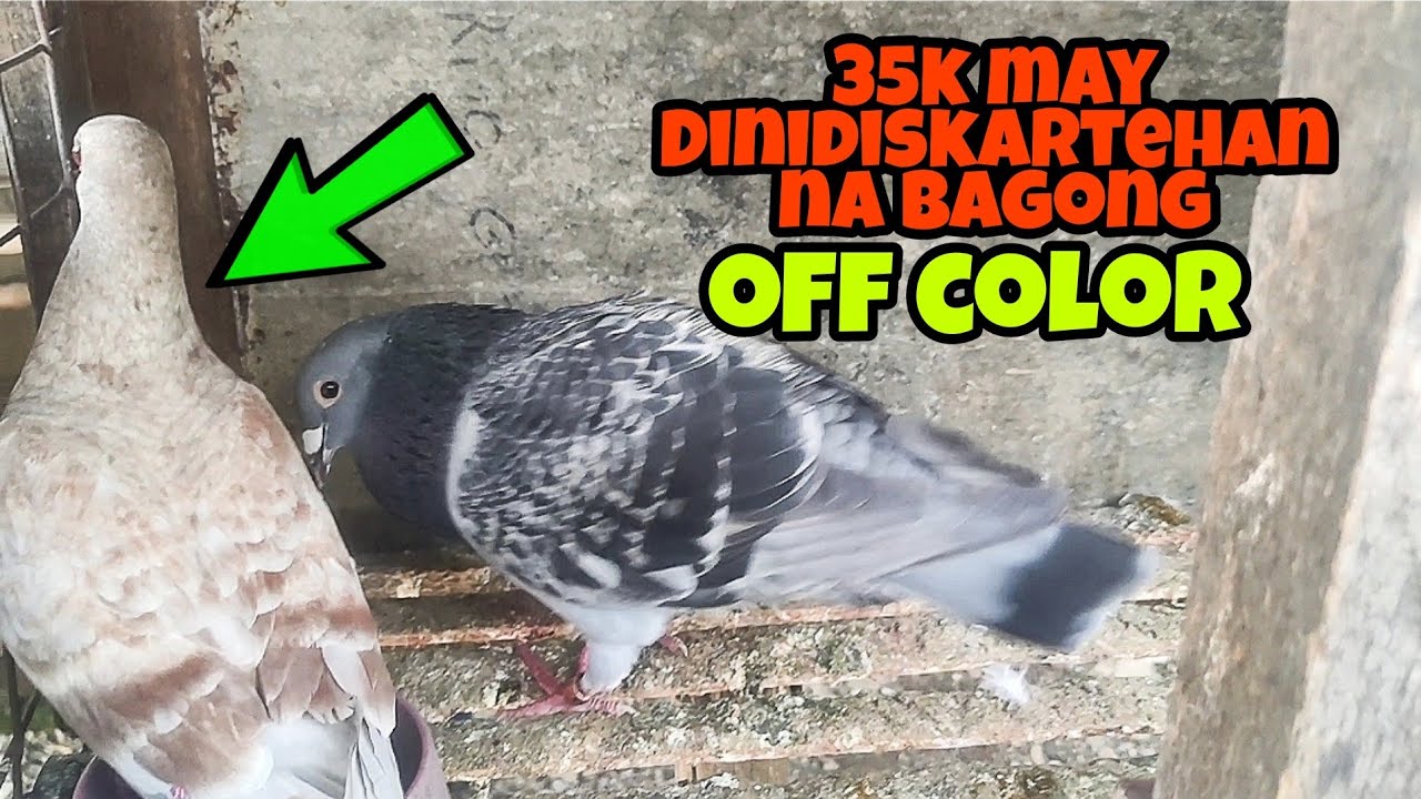 35K DUMISKARTE SA BAGONG OFF COLOR!