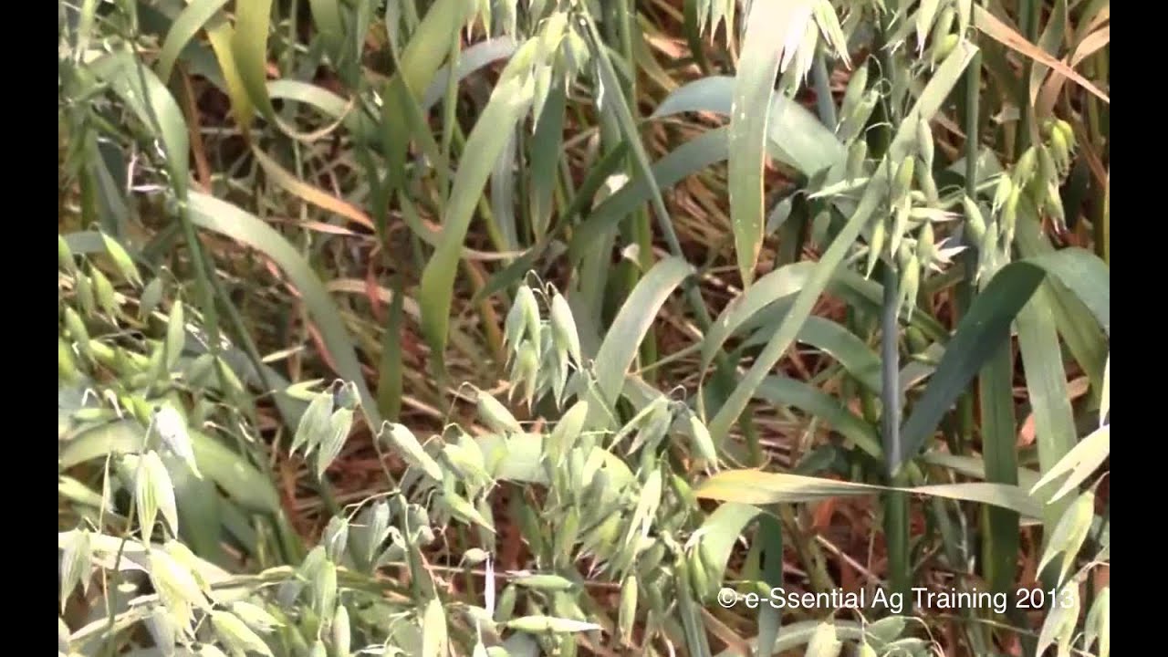 Cutting oat crops at right stage