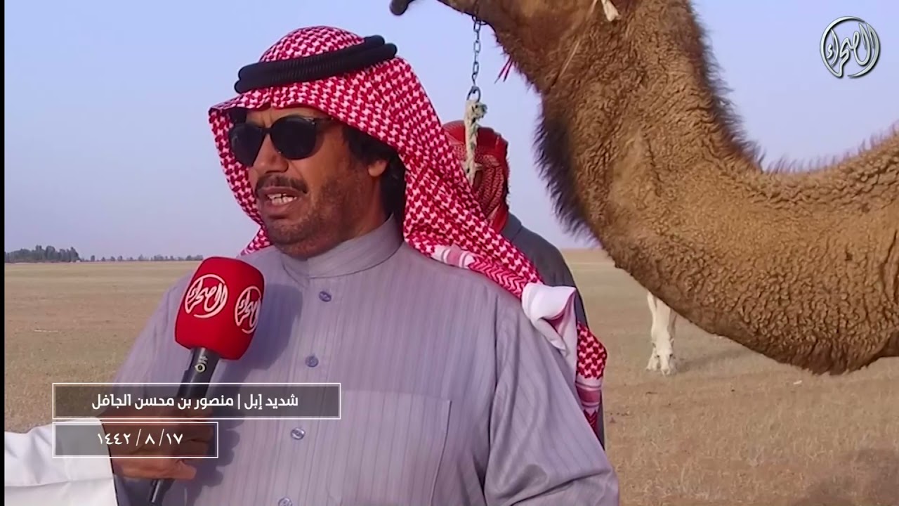 شديد اهل الابل | مع مالك الابل / منصور بن محسن الجافل 17-8-1442