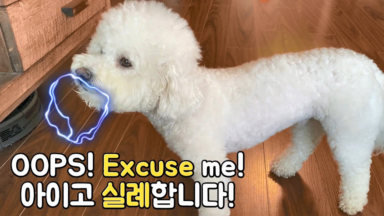 SOM-thing special Bichon Frise post meal burping routine! Bichon's not so cute table manner!