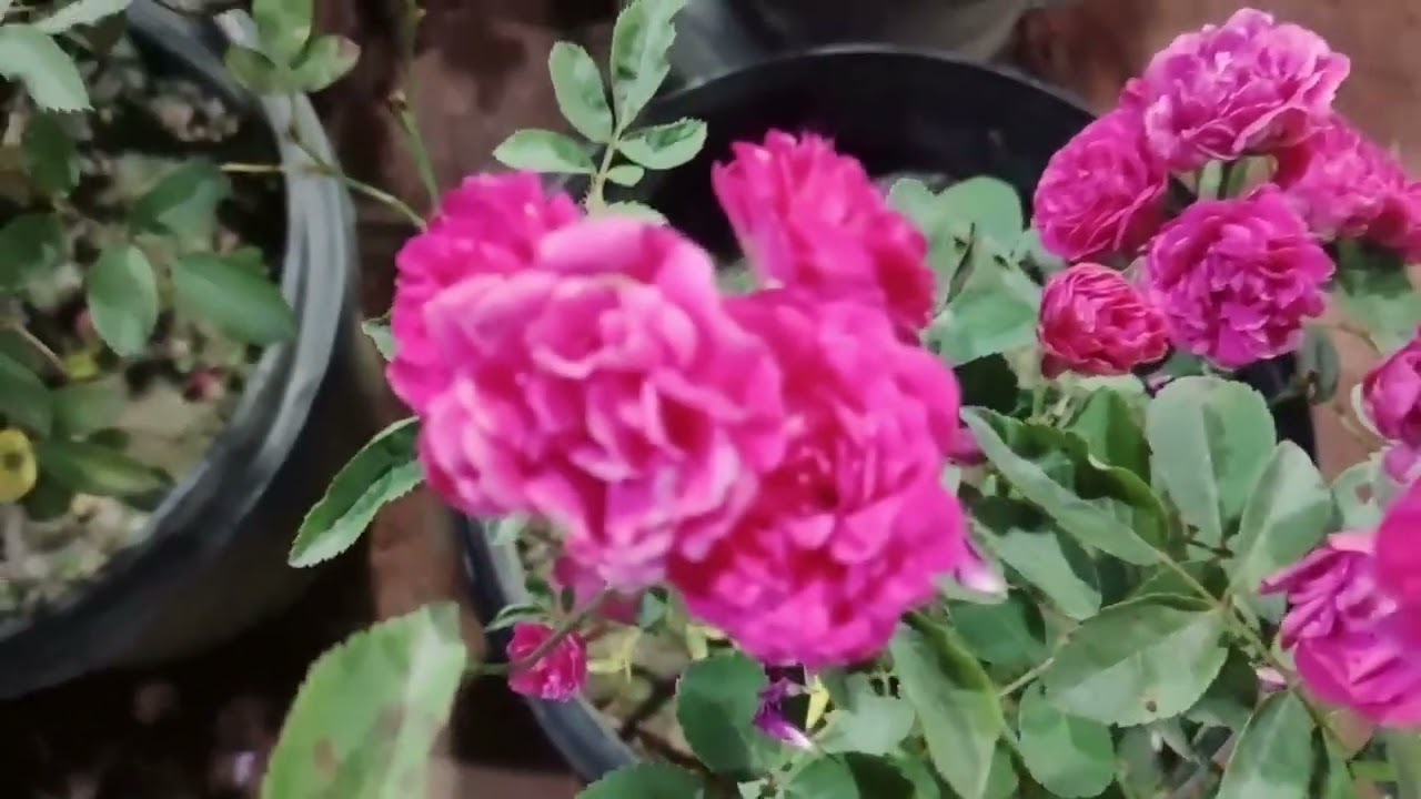 flower nursery, 100 Feet Madani Avenue Nursery, Vatara