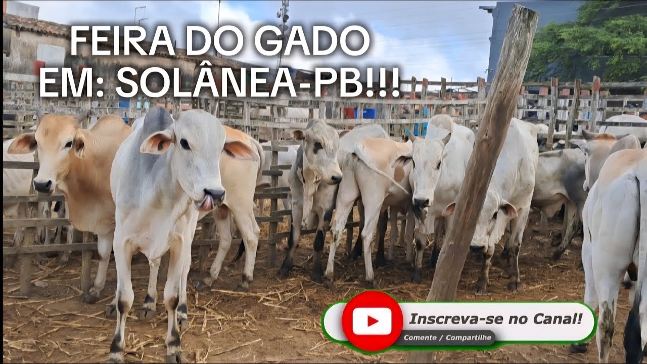 FEIRA DO GADO EM: SOLÂNEA-PB!!! 31/01/2026. 📹🏜🤠