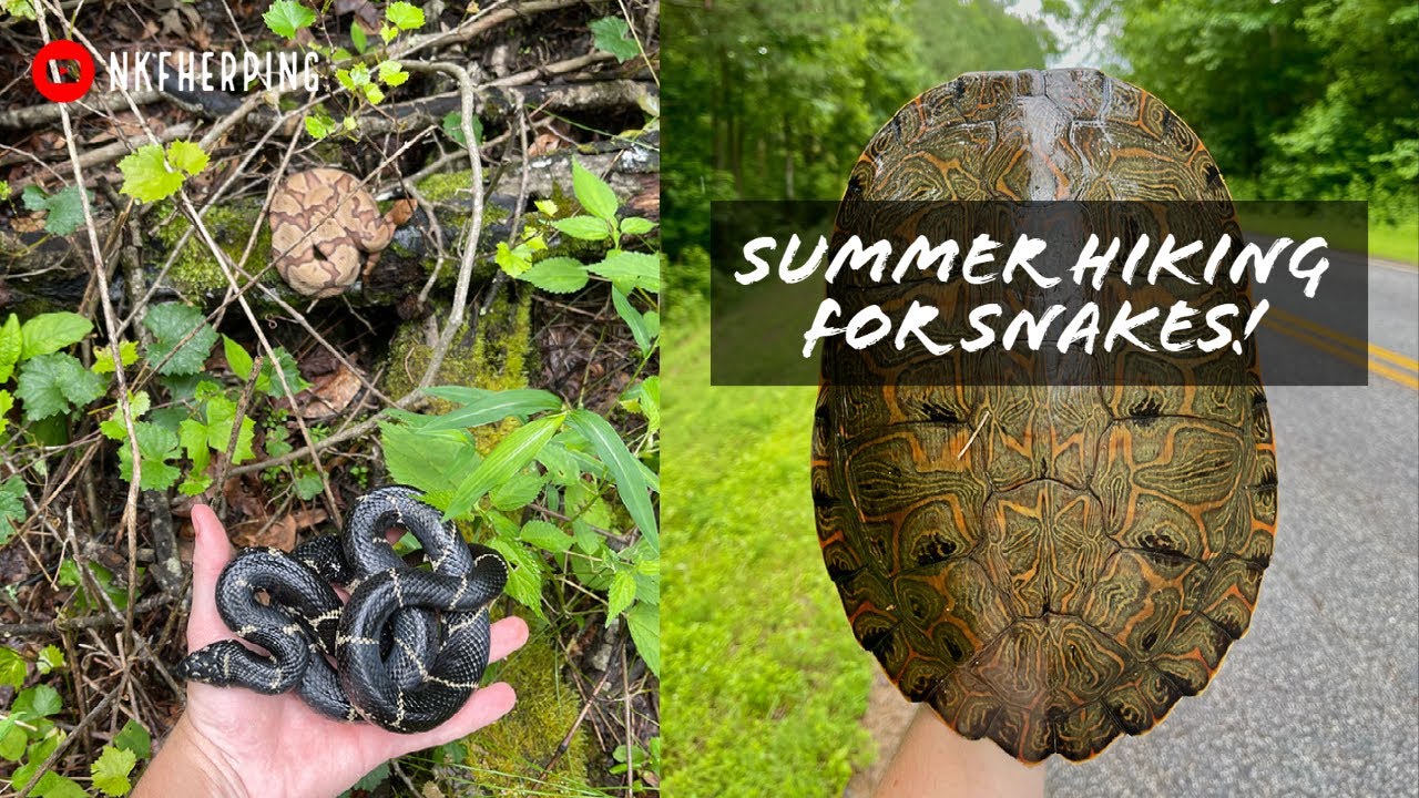 Summertime Hiking for Snakes in Georgia! Kingsnakes, Copperhead, River Cooter, and More!